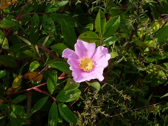 {Rosa palustris}